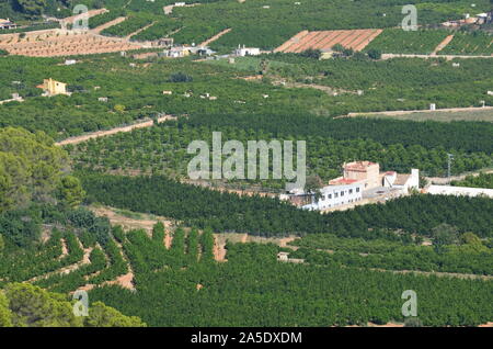 Gli agrumeti nelle pianure costiere di Xeresa (La Safor), la regione di Valencia, Mediterraneo spagnolo Foto Stock