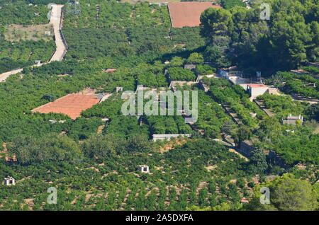 Gli agrumeti nelle pianure costiere di Xeresa (La Safor), la regione di Valencia, Mediterraneo spagnolo Foto Stock