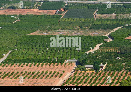 Gli agrumeti nelle pianure costiere di Xeresa (La Safor), la regione di Valencia, Mediterraneo spagnolo Foto Stock