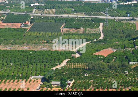 Gli agrumeti nelle pianure costiere di Xeresa (La Safor), la regione di Valencia, Mediterraneo spagnolo Foto Stock