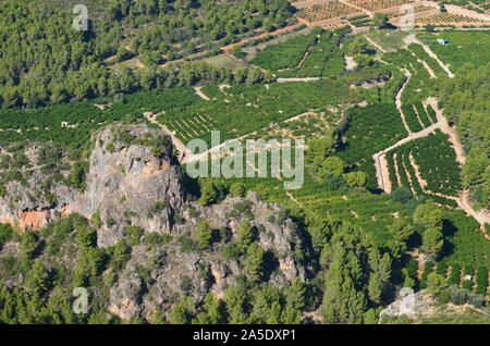 Gli agrumeti nelle pianure costiere di Xeresa (La Safor), la regione di Valencia, Mediterraneo spagnolo Foto Stock