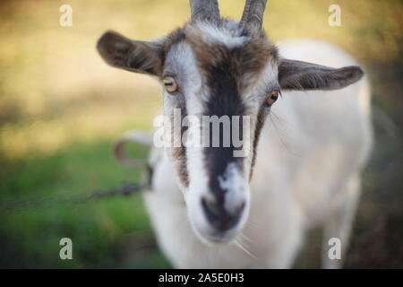 Ritratto di una capra domestica, face close-up. Il pascolo gli animali della fattoria in natura. Foto Stock