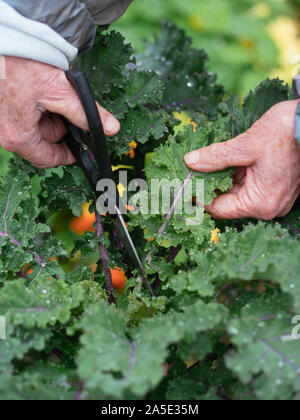 Giardiniere raccolgono foglie di un tedesco di kale varietà chiamata 'Altmärker Braunkohl'. Foto Stock