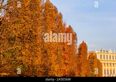 Autunno vibes di foglie di albero in parco di Schonbrunn con il castello sullo sfondo Foto Stock