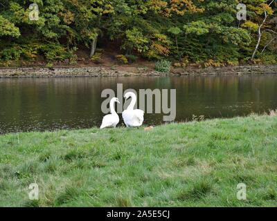 Due cigni bianchi alimentazione su dam banca con alberi in autunno colori in background Foto Stock