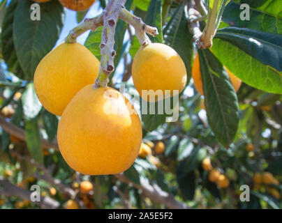 Nespole del Giappone frutti (Eriobotrya japonica) . Questo antico frutto ricco di vitamine e minerali e anti-ossidanti Foto Stock