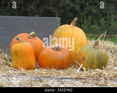 Un gruppo di cinque grandi maturi zucche abilmente disposti su una paglia-balla per pubblicizzare a scegliere la vostra azienda di zucca; Inghilterra, Ottobre 2019 Foto Stock