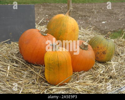 Un gruppo di cinque grandi maturi zucche abilmente disposti su una paglia-balla per pubblicizzare a scegliere la vostra azienda di zucca; Inghilterra, Ottobre 2019 Foto Stock