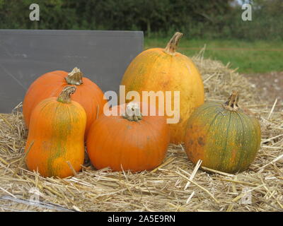 Un gruppo di cinque grandi maturi zucche abilmente disposti su una paglia-balla per pubblicizzare a scegliere la vostra azienda di zucca; Inghilterra, Ottobre 2019 Foto Stock