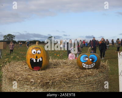 Due scolpite zucche decorate per rendere facce spaventoso pubblicizzare a scegliere la vostra azienda di zucca per le famiglie e per i bambini nel Northamptonshire. Foto Stock