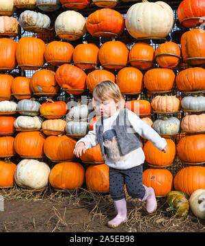 Worthing Regno Unito xx ottobre 2019 - Due e una metà di anni gode Izzy Raccolta zucche di Sompting vicino a Worthing in West Sussex su un incantevole soleggiato ma fredda giornata autunnale . Credito : Simon Dack / Alamy Live News Foto Stock