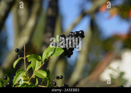 Unione ligustro bacche in autunno, nero blu e bacche lucida su una boccola del ligustro selvatico o Ligustrum vulgare in autunno sun Foto Stock