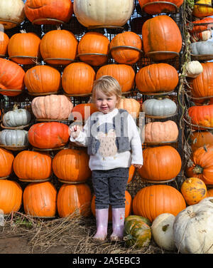 Worthing Regno Unito xx ottobre 2019 - Due e una metà di anni gode Izzy Raccolta zucche di Sompting vicino a Worthing in West Sussex su un incantevole soleggiato ma fredda giornata autunnale . Credito : Simon Dack / Alamy Live News Foto Stock