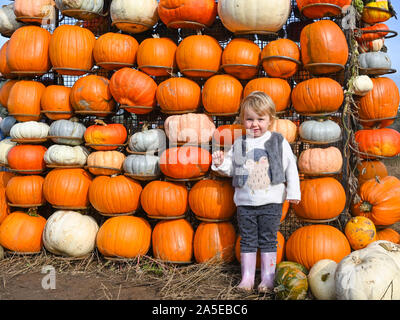 Worthing Regno Unito xx ottobre 2019 - Due e una metà di anni gode Izzy Raccolta zucche di Sompting vicino a Worthing in West Sussex su un incantevole soleggiato ma fredda giornata autunnale . Credito : Simon Dack / Alamy Live News Foto Stock