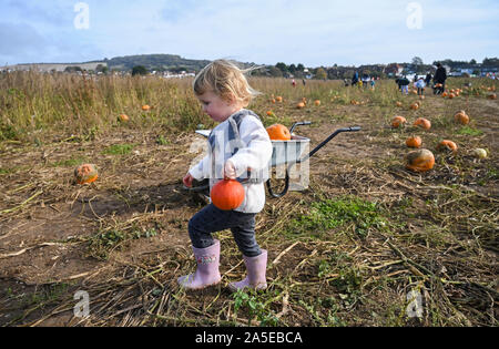 Worthing Regno Unito xx ottobre 2019 - Due e una metà di anni gode Izzy Raccolta zucche di Sompting vicino a Worthing in West Sussex su un incantevole soleggiato ma fredda giornata autunnale . Credito : Simon Dack / Alamy Live News Foto Stock