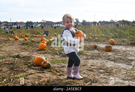 Worthing Regno Unito xx ottobre 2019 - Due e una metà di anni gode Izzy Raccolta zucche di Sompting vicino a Worthing in West Sussex su un incantevole soleggiato ma fredda giornata autunnale . Credito : Simon Dack / Alamy Live News Foto Stock