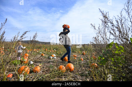 Worthing Regno Unito xx ottobre 2019 - Una giovane donna porta la sua zucca sul suo capo a scegliere il proprio centro di zucca al Sompting vicino a Worthing in West Sussex su una graziosa soleggiata giornata autunnale . Credito : Simon Dack / Alamy Live News Foto Stock