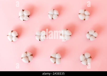 Il cotone bolls laici in ordine su sfondo rosa. Foto Stock