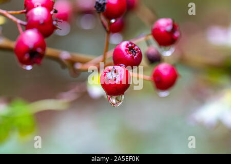 Rosso di bacche di biancospino sospesi dal Biancospino bush sotto la pioggia Foto Stock