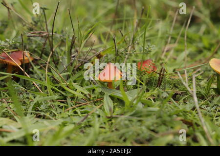 Vermiglio waxcap o Hygrocybe minicata un rospo arancione sgabello Foto Stock