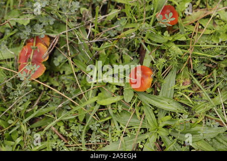 Vermiglio waxcap o Hygrocybe minicata un rospo arancione sgabello Foto Stock