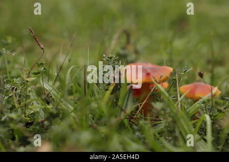 Vermiglio waxcap o Hygrocybe minicata un rospo arancione sgabello Foto Stock