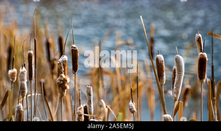 Giunchi nello stagno. Foto Stock