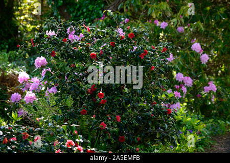 Red camellia,boschiva,shelter,RIPARATO,lilla rododendri,fiore,fiori,arbusto,arbusti,la molla,giardino,RM Floral Foto Stock