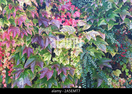 Autunno splendore lascia la modifica Foto Stock