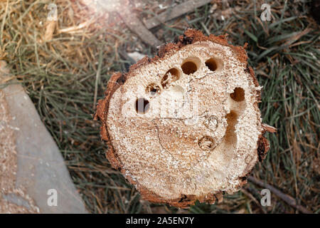 Legna da ardere in fori da coleotteri. Foto Stock