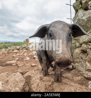 Curioso il nero suino iberico Pata Negra sta cercando più vicino a fiutare con il suo grosso naso Foto Stock