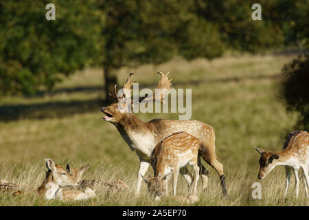 Belowing Fallow Deer Stag con una mandria di Hinds, Studley Royal, Ripon, North Yorkshire, Inghilterra, REGNO UNITO. Foto Stock