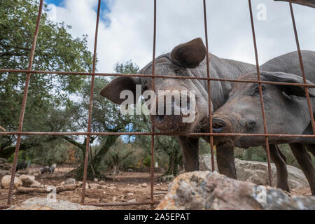 Curioso il nero suino iberico Pata Negra bastone loro naso attraverso la Extremadura Spagna recinzione Foto Stock