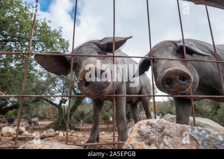 Curioso il nero suino iberico Pata Negra bastone loro naso attraverso la Extremadura Spagna recinzione Foto Stock
