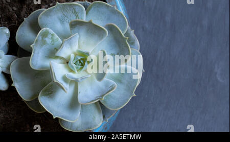 Piante succulente vista superiore con spazio di copia Foto Stock