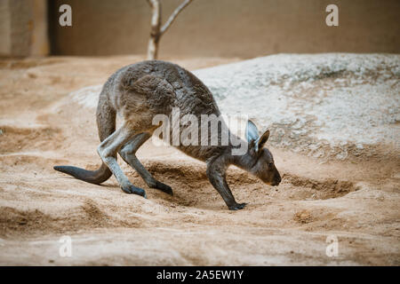 Divertente per adulti canguro grigio si erge sulle zampe posteriori su una pietra gialla torbida in tempo in inverno Foto Stock