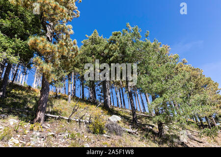 Alberi di pino contro il cielo blu, Arizona, Stati Uniti d'America Foto Stock