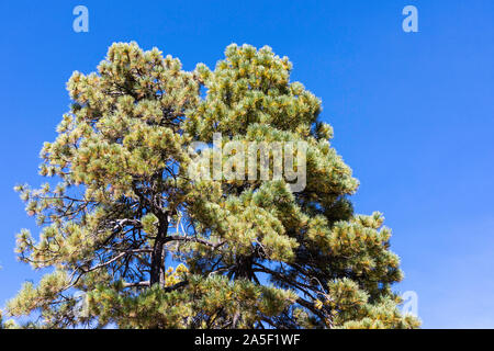 Alberi di pino contro un stark blue sky Foto Stock