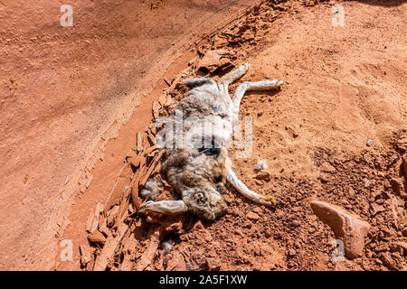 Arancione di massa di arenaria e grandi morti decomponendo jackrabbit bunny coniglio sdraiato a slot Antelope Canyon in Arizona con texture sul sentiero da La Foto Stock