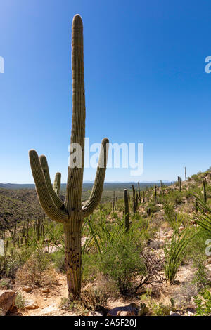 Saguaro giganti (Carnegiea gigantea) seduto sul hillisde in Redington Pass area, Tucson, Arizona Foto Stock