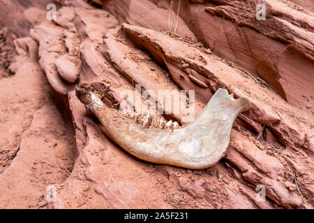 La massa di arenaria e grandi morti osso mandibolare fossile giacente su rocce di slot Antelope Canyon in Arizona con texture sul sentiero dal lago Powell Foto Stock