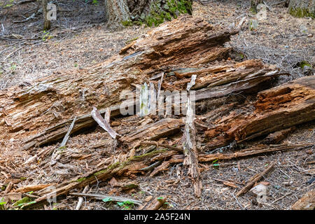 La putrefazione del legno in una foresta, Arizona Foto Stock