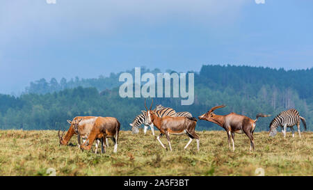 Gruppo di Blesbuck pianura e zebre in Mlilwane Wildlife Sanctuary scenario , Swaziland ; specie Damaliscus pygargus phillipsi famiglia dei bovidi Foto Stock