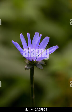 Comune di cicoria (Cichorium intybus); close-up di fiori Foto Stock