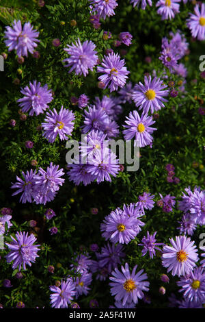 New York aster (Symphyotrichum novi-belgii); fioritura Foto Stock