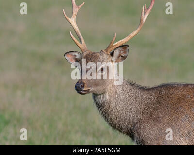 Formosan maschio cervi sika Cervus nippon taiouanus Foto Stock