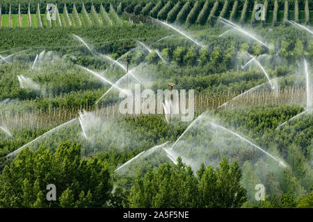 Irrigazione di frutteti in Italia (Silandro, Alto Adige) in una giornata di sole in estate Foto Stock