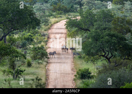 Le pianure zebra su un safari strada di ghiaia nel Parco Nazionale di Kruger, Sud Africa ; specie Equus quagga burchellii famiglia degli equidi Foto Stock