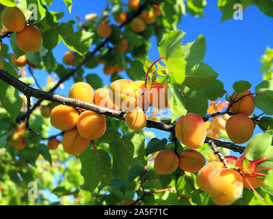 Albicocche maturando al sole su un ramo. Foto Stock