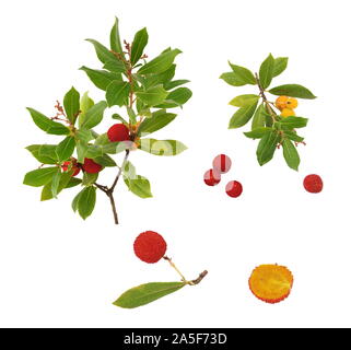 Ramo di corbezzolo e dettaglio di frutta su sfondo bianco Foto Stock